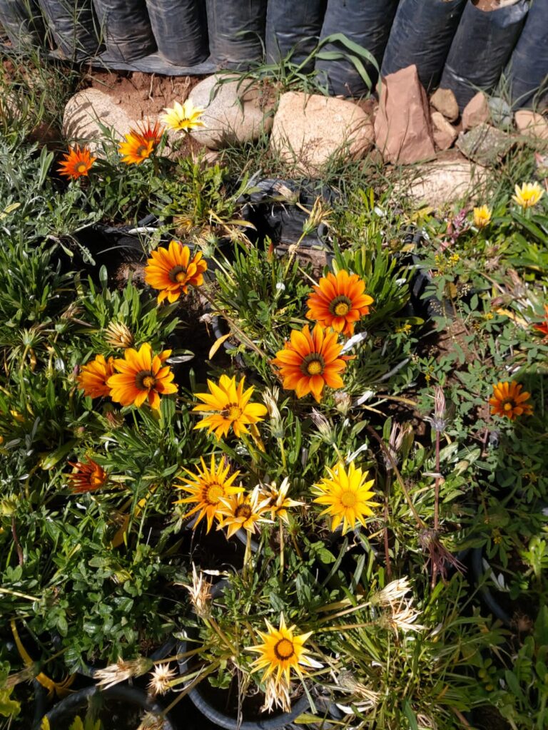 Plantes et Herbes Aromatiques
