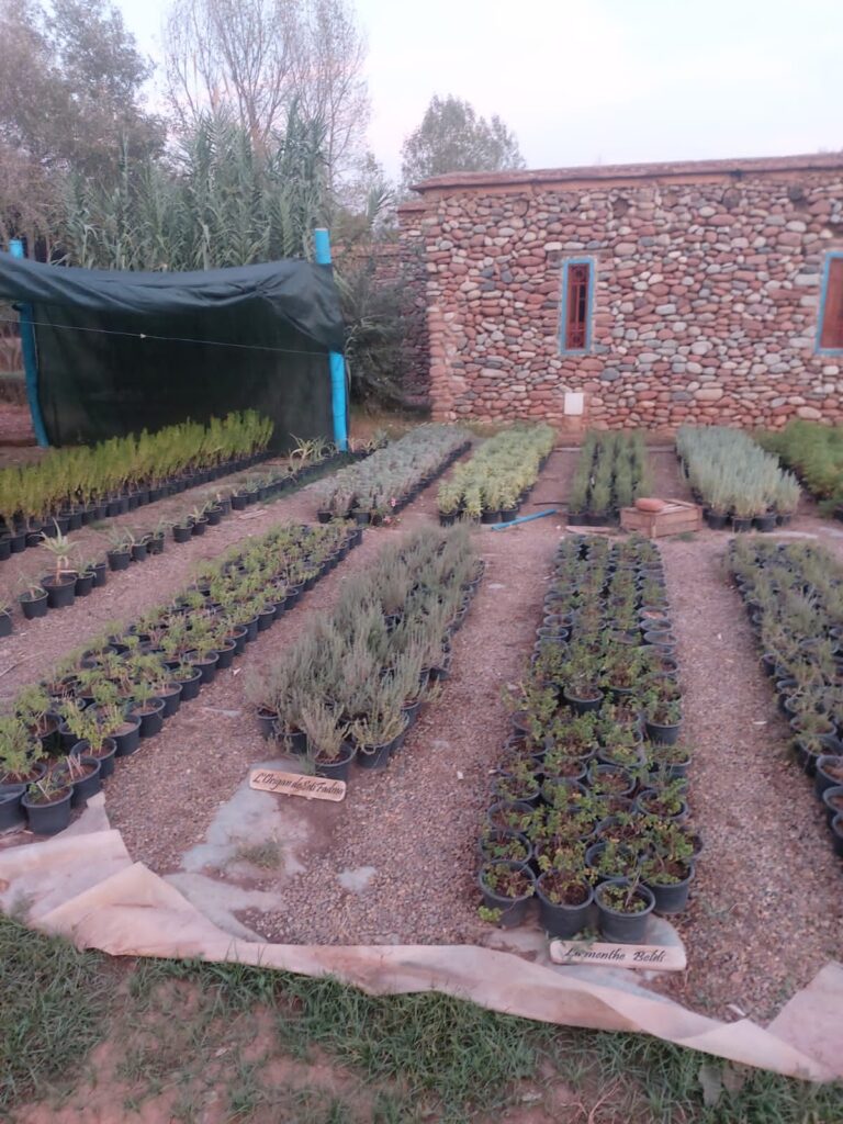 Plantes et Herbes Aromatiques