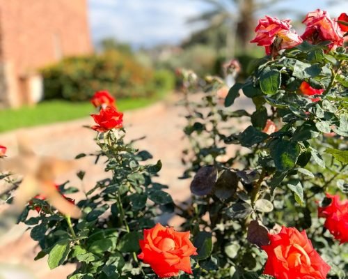 Plantes et Herbes Aromatiques